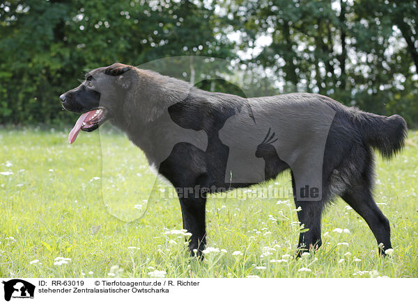stehender Zentralasiatischer Owtscharka / standing Central Asian Shepherd Dog / RR-63019