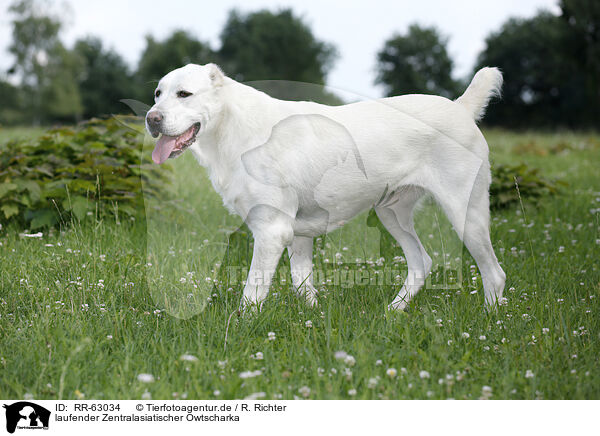 laufender Zentralasiatischer Owtscharka / walking Central Asian Shepherd Dog / RR-63034