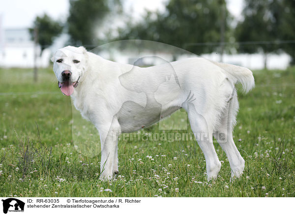 stehender Zentralasiatischer Owtscharka / standing Central Asian Shepherd Dog / RR-63035