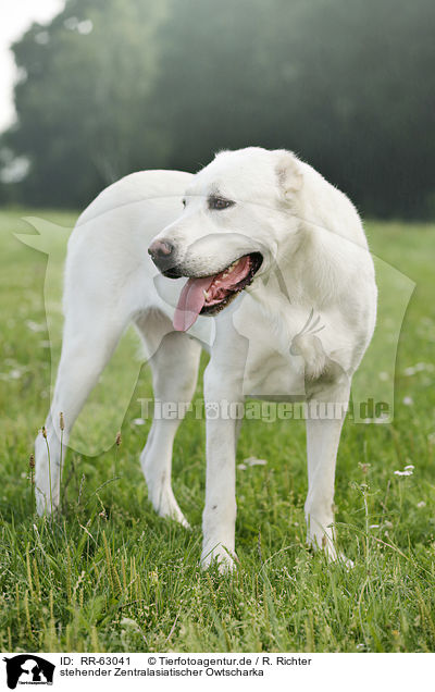 stehender Zentralasiatischer Owtscharka / standing Central Asian Shepherd Dog / RR-63041