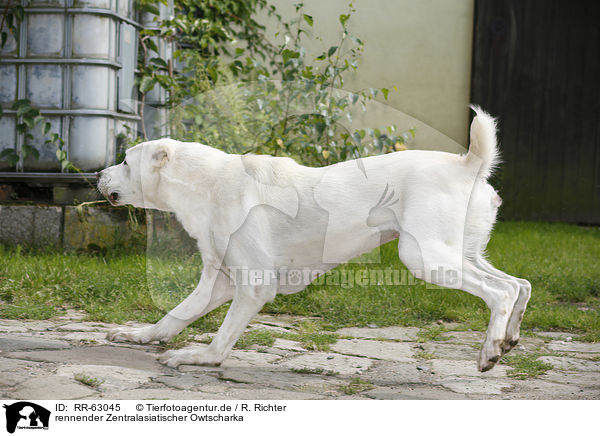 rennender Zentralasiatischer Owtscharka / running Central Asian Shepherd Dog / RR-63045