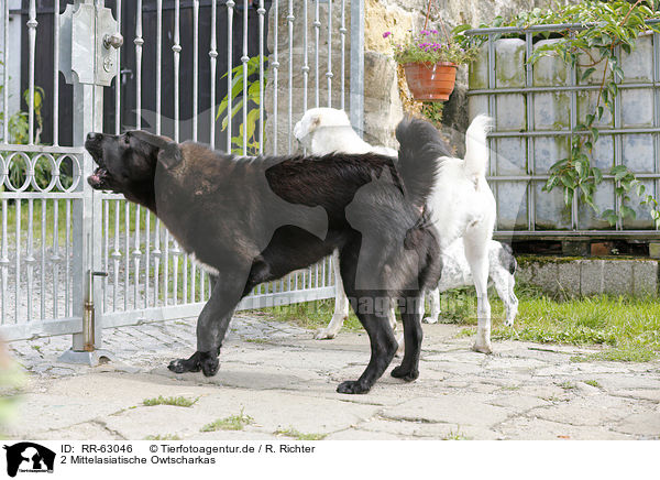2 Mittelasiatische Owtscharkas / 2 Central Asian Shepherd Dogs / RR-63046