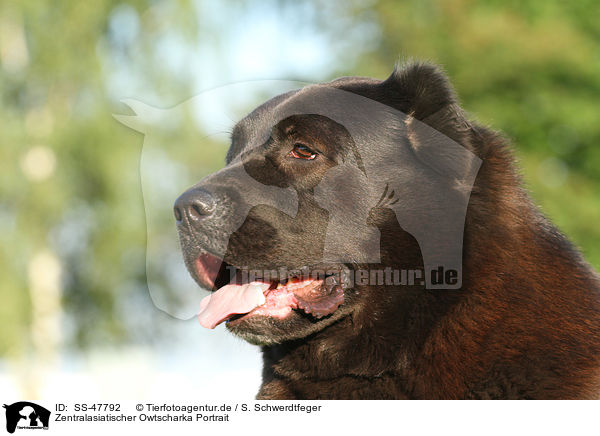 Zentralasiatischer Owtscharka Portrait / Central Asian Ovtcharka Portrait / SS-47792