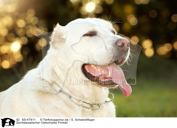 Zentralasiatischer Owtscharka Portrait / SS-47811