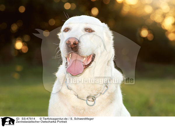 Zentralasiatischer Owtscharka Portrait / SS-47814