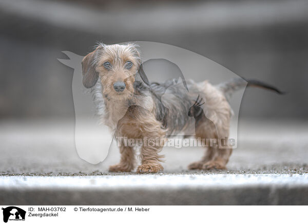 Zwergdackel / miniature dachshund / MAH-03762