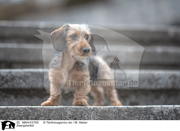 Zwergdackel / miniature dachshund / MAH-03765
