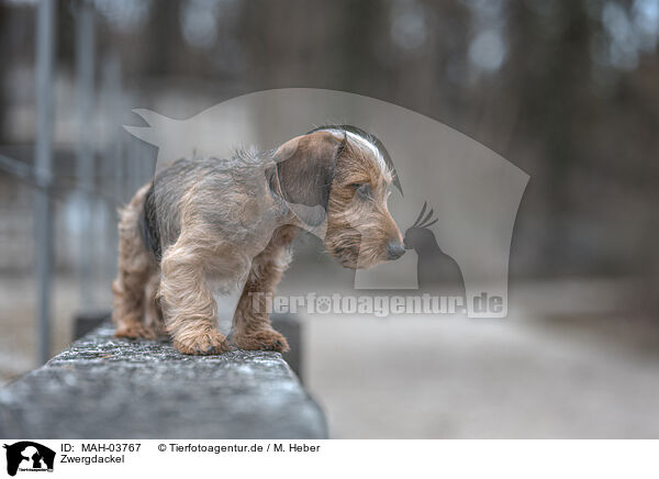 Zwergdackel / miniature dachshund / MAH-03767