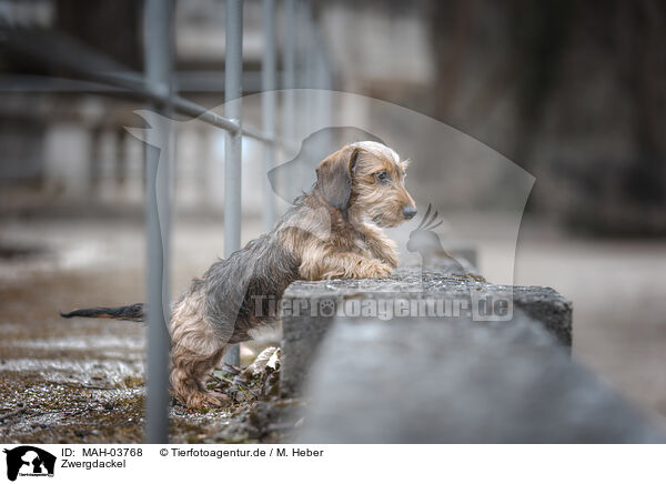 Zwergdackel / miniature dachshund / MAH-03768