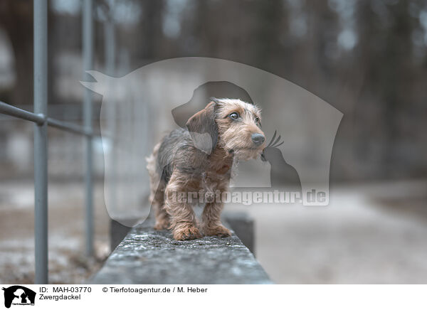Zwergdackel / miniature dachshund / MAH-03770