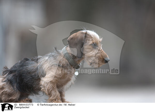 Zwergdackel / miniature dachshund / MAH-03773