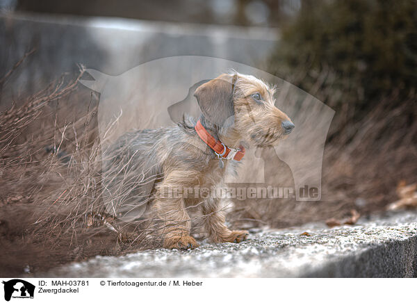 Zwergdackel / miniature dachshund / MAH-03781