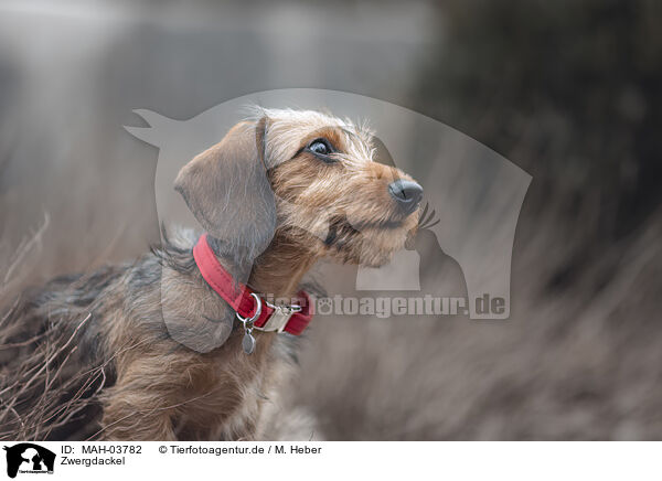 Zwergdackel / miniature dachshund / MAH-03782