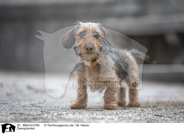 Zwergdackel / miniature dachshund / MAH-03786