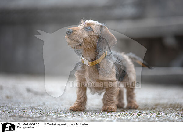 Zwergdackel / miniature dachshund / MAH-03787