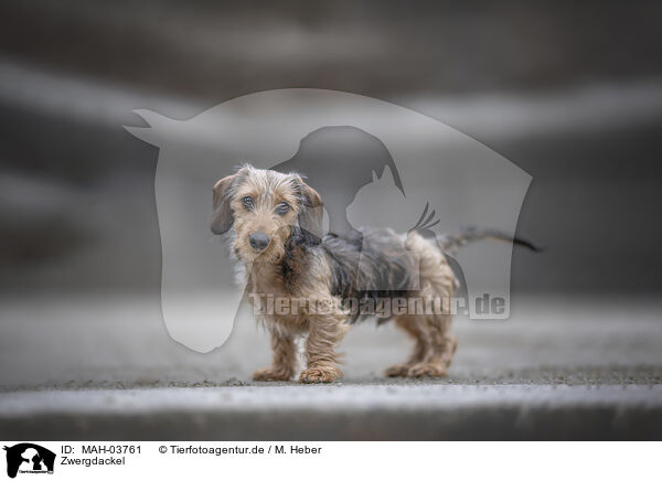 Zwergdackel / miniature dachshund / MAH-03761