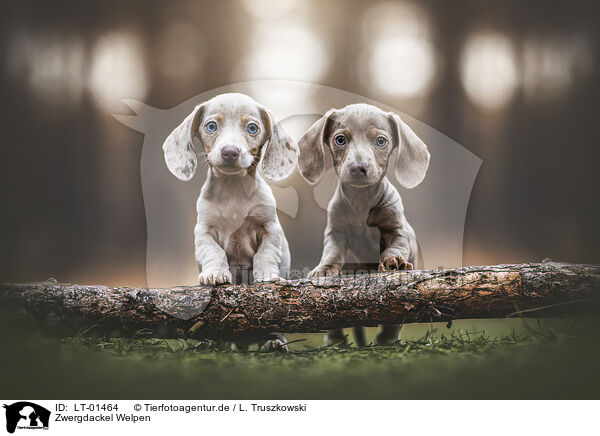 Zwergdackel Welpen / Dachshund puppies / LT-01464