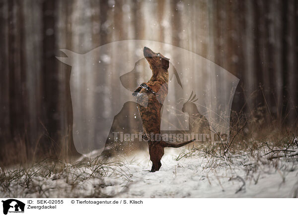 Zwergdackel / shorthaired Dachshund / SEK-02055