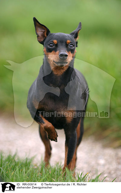 stehender Zwergpinscher / RR-00814