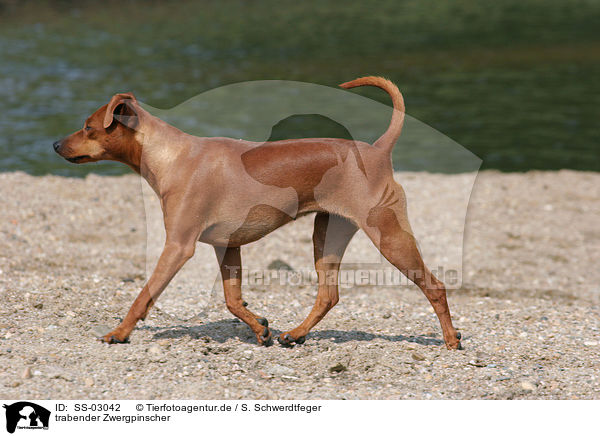 trabender Zwergpinscher / trotting miniature pinscher / SS-03042