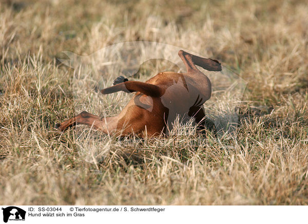Hund wlzt sich im Gras / wallowing dog / SS-03044