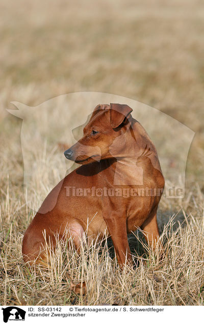 sitzender Zwergpinscher / sitting Miniature Pinscher / SS-03142