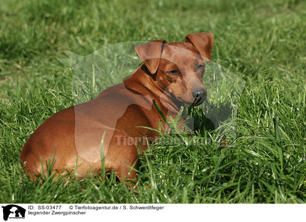 liegender Zwergpinscher / lying Miniature Pinscher / SS-03477