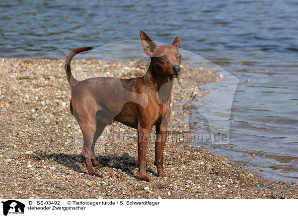 stehender Zwergpinscher / standing Miniature Pinscher / SS-03492