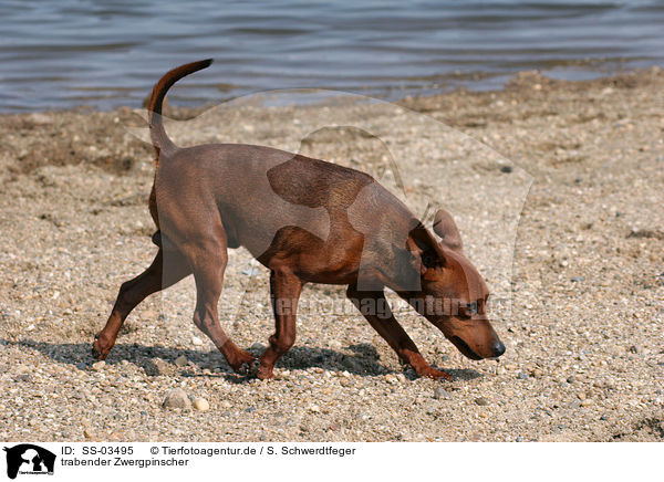 trabender Zwergpinscher / SS-03495