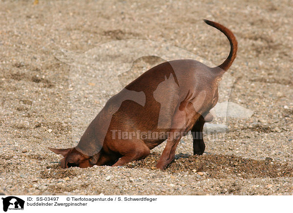 buddelnder Zwergpinscher / digging Miniature Pinscher / SS-03497