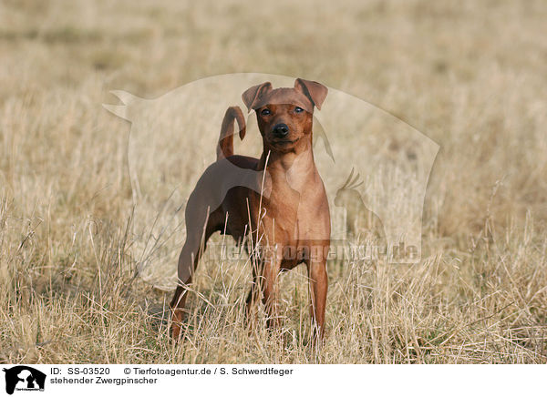 stehender Zwergpinscher / standing Miniature Pinscher / SS-03520