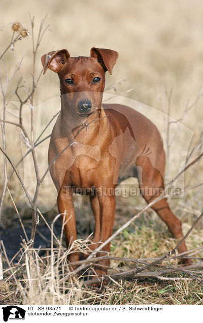 stehender Zwergpinscher / standing Miniature Pinscher / SS-03521