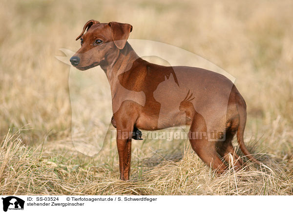 stehender Zwergpinscher / standing Miniature Pinscher / SS-03524