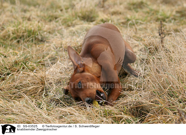 knabbernder Zwergpinscher / gnawing Miniature Pinscher / SS-03525