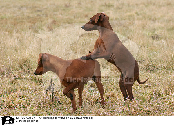 2 Zwergpinscher / SS-03527