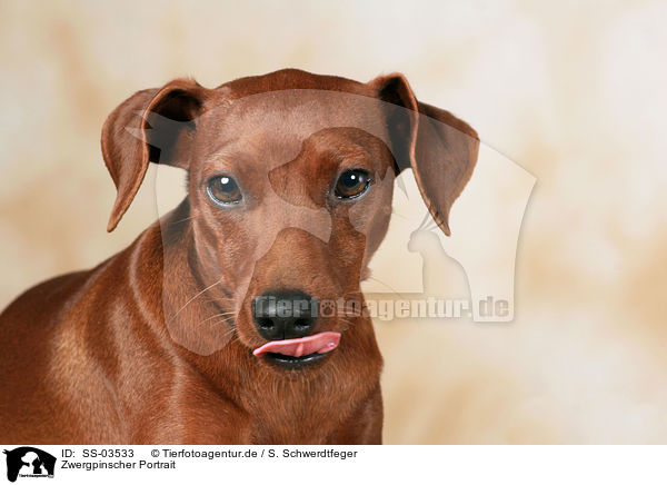 Zwergpinscher Portrait / SS-03533