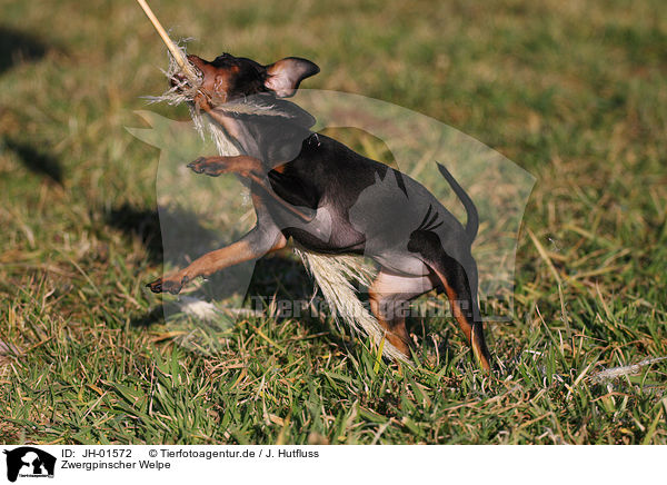 Zwergpinscher Welpe / JH-01572