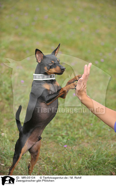 Zwergpinscher gibt Pftchen / miniature pinscher giving paw / MR-05104