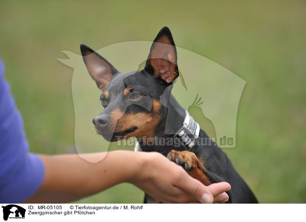 Zwergpinscher gibt Pftchen / miniature pinscher giving paw / MR-05105