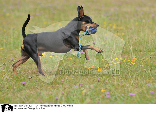 rennender Zwergpinscher / running miniature pinscher / MR-05112