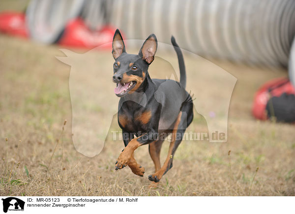 rennender Zwergpinscher / running miniature pinscher / MR-05123