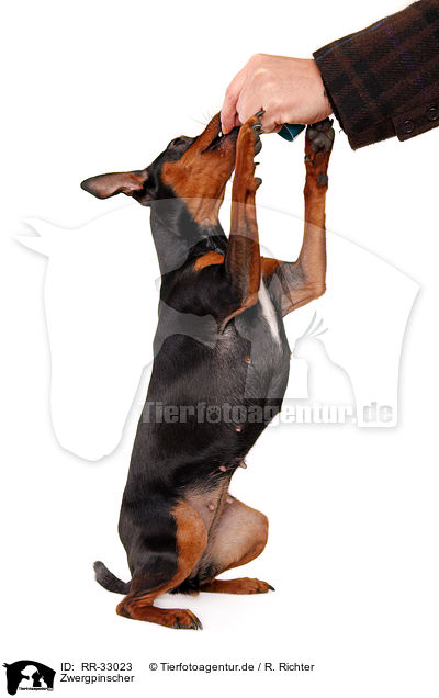 Zwergpinscher / RR-33023