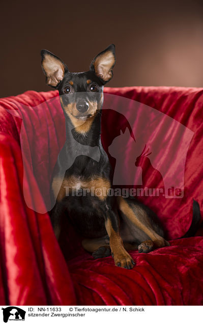 sitzender Zwergpinscher / NN-11633