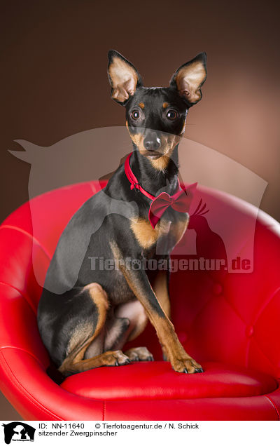 sitzender Zwergpinscher / NN-11640