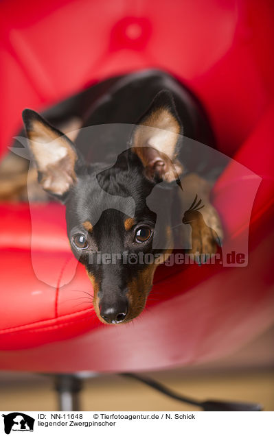 liegender Zwergpinscher / NN-11648