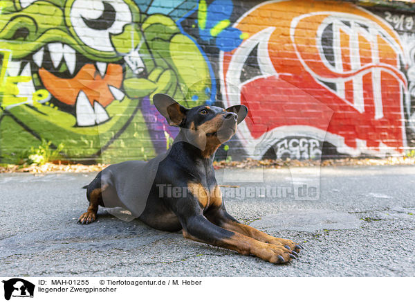 liegender Zwergpinscher / lying Miniature Pinscher / MAH-01255