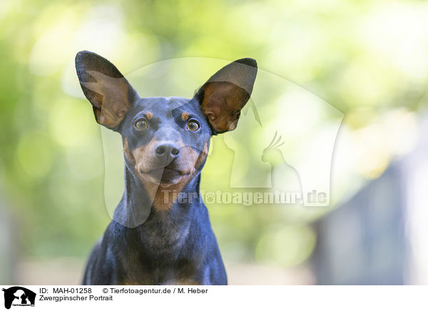 Zwergpinscher Portrait / MAH-01258