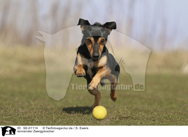 rennender Zwergpinscher / SE-01114