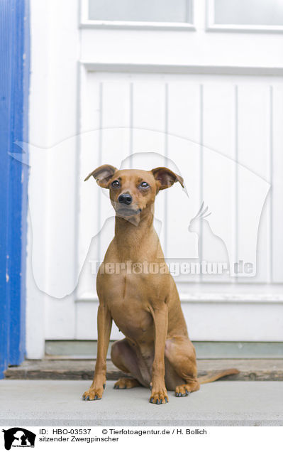 sitzender Zwergpinscher / sitting Miniature Pinscher / HBO-03537