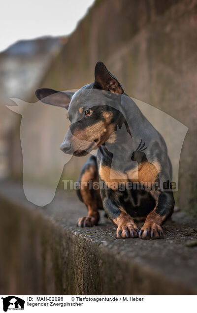 liegender Zwergpinscher / MAH-02096